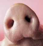 app-pig-nose