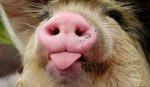 pig_snout_istock_000001498692small_465x288_130809